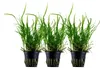 Aquarium Pflanze 3 Stück Microsorum pteropus 'Trident' Produktbild-Vorschau 1