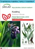SAFLAX Darčeková sada - kostihoj - Symphytum officinale - Náhľad obrázku produktu 1