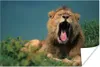 MuchoWow® Poster Löwe - Wildes Tier - Savanne 180x120 cm - Produktbild-Vorschau 2