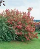 Weigelie Bristol Ruby 100-150 cm, im Topf - Weigela Produktbild-Vorschau 12