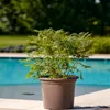 Vaso da fiori GEO marrone grigio in plastica d25x19cm Anteprima dell’immagine prodotto 2