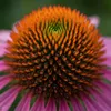 Bloomique - Zestaw 6 szt. - Echinacea Purpurea - Jeżówka - Podgląd zdjęcia produktu 4
