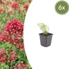 Centranthus ruber Coccineus - 6 roslin - czerwonokwiatowy Podgląd zdjęcia produktu 4