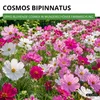 Cosmea Schmuckkörbchen Sensation Mix Samen - Cosmos Produktbild-Vorschau 2