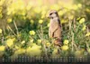 Erdmännchen - Kleine Wächter, große Abenteuer! - 2027 - Produktbild-Vorschau 13