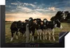 KitchenYeah© Herdabdeckplatte Kühe - Tiere - Bauernhof , Produktbild-Vorschau 1