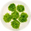Eco Plant Riccia Fluitans - In-vitro-Pflanze Setzling Eco Produktbild-Vorschau 2