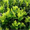 Plants by Frank | Grüne Spindelstrauch Hecke | Euonymus Produktbild-Vorschau 3