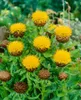 Großkopf-Flockenblume, im Topf - Centaurea macrocephala Produktbild-Vorschau 4