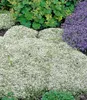 A close-up view of a garden bed with several types of flowering ground cover plants. Produktbild-Vorschau