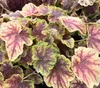 Heuchera / Heucherella "Solar Eclipse" - Purpurglöckchen Produktbild-Vorschau 1