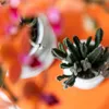 Kolibri Greens | Zelená rostlina – Stapelia – Ø 6 cm Náhled obrázku produktu 3