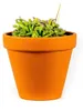 Gardners Drosera mix, priemer 9 cm Náhľad obrázku produktu 5