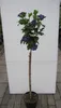 Hochstamm Garten-Eibisch Ultramarine - Hibiscus syriacus - Produktbild-Vorschau 3