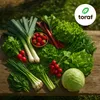 Toraf semená zeleniny XXL set 2500 semien 12 druhov šalát Náhľad obrázku produktu 4