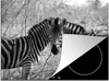 KitchenYeah© Herdabdeckplatte Zwei Zebras , 70x52cm, Küche Produktbild-Vorschau 1