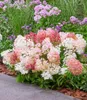 BALDUR-Garten 5x Niedrige Hortensie 'Groundbreaker®', Produktbild-Vorschau 3
