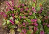 Stauden Gänge 3 x Bergenia cordifolia ‚Eroica' - Bergenie - Produktbild-Vorschau 5