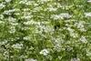 SAFLAX - Bio - Kolendra - 150 Nasiona - Coriandrum sativum Podgląd zdjęcia produktu 7