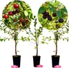 Three potted cherry trees with cherries on branches, presented against a white background. Náhľad obrázku produktu