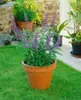 Vitex agnus-castus, Mönchspfeffer, 40–60 cm Produktbild-Vorschau 3