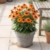 Stauden Gänge 1 x Echinacea purpurea 'Lakota Orange' - Produktbild-Vorschau 3