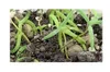 10x Drosanthemum speciosum Sukkulent Garten Pflanzen - Produktbild-Vorschau 5