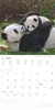 Alpha Edition - Tierbabys Kalender 2026 - Wandkalender Produktbild-Vorschau 5