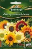 Quedlinburger Saatgut - Zwerg-Sonnenblumen Ministars - Produktbild-Vorschau 3