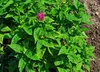 SAFLAX Garden to go - Goldmelisse - Monarda didyma - 20 Produktbild-Vorschau 9