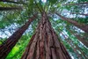 Sequoia sempervirens, sekwoja przybrzeżna, wysokość 40–60 Podgląd zdjęcia produktu 2