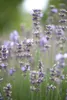 Lavandula angustifolia 'Munstead', Lavendel, violett, ca. Produktbild-Vorschau 5