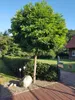 Robinia Umbraculifera, Kugelrobinie Stamm, Kugelbaum Produktbild-Vorschau 2