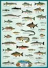 Educational - Bildung Freshwater Fish Süsswasserfische Produktbild-Vorschau 1
