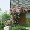Clematis montana 'Rubens', Berg-Waldrebe, rosa Blüten, Produktbild-Vorschau 6