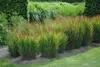 Stauden Gänge 5 x Panicum virgatum 'Shenandoah' im 1 Liter Produktbild-Vorschau 6