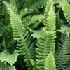 Stauden Gänge 3 x Blechnum spicant im 1 Liter Topf - Produktbild-Vorschau 3