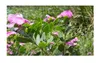 30x Catharanthus roseus Madagaskar Immergrün Strauch Produktbild-Vorschau 7