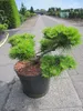 Pinus densiflora Low Glow - Formschnitt - Japanische Produktbild-Vorschau 4
