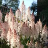 Stauden Gänge 3 x Tiarella Hybride 'Pink Skyrocket' - Produktbild-Vorschau 5