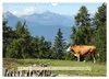 Almenglück (Wandkalender 2027 DIN A4 quer), CALVENDO Produktbild-Vorschau 10