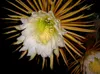 SAFLAX - královna noci - Selenicerus grandiflorus - 40 Náhled obrázku produktu 9