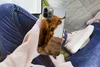 MuchoWow® Handyhülle Schutzhülle Hülle für iPhone 13 Pro Produktbild-Vorschau 3