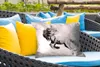 MuchoWow® Outdoor Kissen - Gemälde - Pferd - Tiere - Produktbild-Vorschau 4