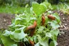 NATURA PRESTO Preparato naturale per lumache e chiocciole Anteprima dell’immagine prodotto 3