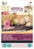 Xotica Japanse Radijs Red Impression F1 zaden Buzzy Productafbeelding-voorbeeld 2