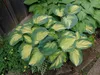 Stauden Gänge 1 x Hosta sieboldiana 'Great Expectations' im Produktbild-Vorschau 6