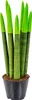 Bloomique - Sansevieria Velvet Touch - Langue de belle-mère Voir les images du produit 4
