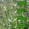 Bestellartikel Waldstaudenroggen Secale multicaule 1kg für Produktbild-Vorschau 3