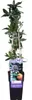 A potted plant with a label. Voir les images du produit